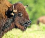 Parásitos ponen en  riesgo a los bisontes
