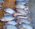 Arrasan con peces en la Champayán