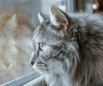 Día del Gato 2025: Importancia de la celebración el 8 de agosto