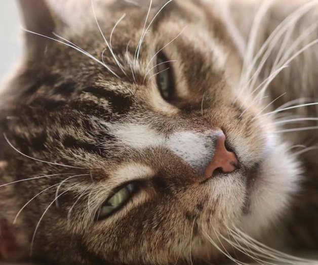 Día del Gato 2025: Curiosidades y particularidades de los felinos