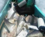 Pesca a la baja