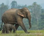 Se celebra el Día Mundial del Elefante