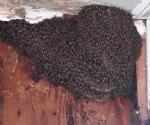 Alertan por enjambres  de abejas