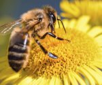 Importancia del Día Nacional de las Abejas: medidas para su protección