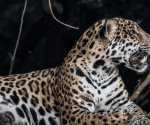 La liberación de jaguares en Brasil: un paso adelante en medio de amenazas constantes