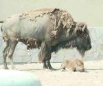 Nace cría de bisonte americano