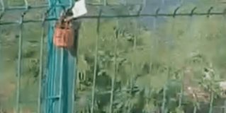 Ciudadanos simbolizan su amor con un candado