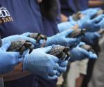 Crías de tortuga nacen de padres centenarios