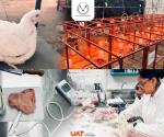 Investigación de la UAT sobre Aceites Esenciales en Pollos de Engorda