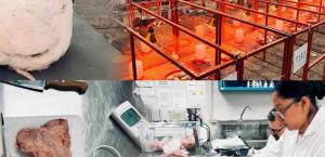 Investigación de la UAT sobre Aceites Esenciales en Pollos de Engorda