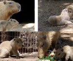 Nace bebé capibara en Bioparque Estrella de Nuevo León