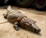 Disminuyen avistamientos y la captura de cocodrilos