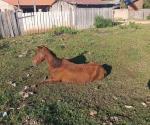Aumenta el abandono de animales