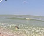 Buscan capturar a cocodrilos en playa de Altamira