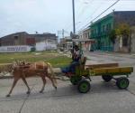 Buscan ponerle fin al  uso de animales de tiro
