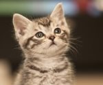 Consejos de limpieza para mantener la higiene en hogares con felinos