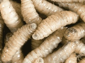 Confirman en Yucatán octavo caso de gusano barrenador en humano