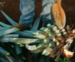¿Cuáles son las bebidas de orgullo nacional?