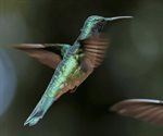 ¿Cómo atraer colibríes a tu jardín? Conoce qué tipos de flores usar