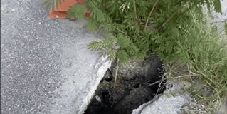 Nace y crece árbol en un socavón en el olvido