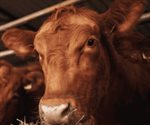 EU despliega inspectores en Nuevo León por gusano barrenador