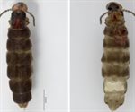 Buscan nombre para especie de luciérnaga descubierta en Chapultepec