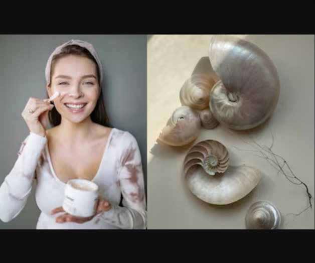 La concha nácar y sus propiedades para el cuidado de la piel La concha nácar y sus propiedades para el cuidado de la piel