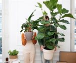 Cinco plantas para refrescar tu hogar y purificar el aire