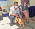 Alistan jornada de vacunación para mascotas en Matamoros