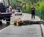 Buscan explotar la carne de cocodrilos