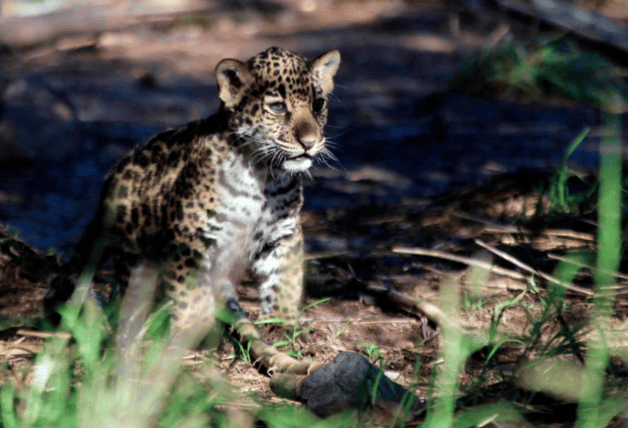 Santuario del Jaguar Yagul: rescatando y protegiendo jaguares en Oaxaca Santuario del Jaguar Yagul: rescatando y protegiendo jaguares en Oaxaca