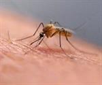 Virus chikungunya detectado en Long Island, Nueva York