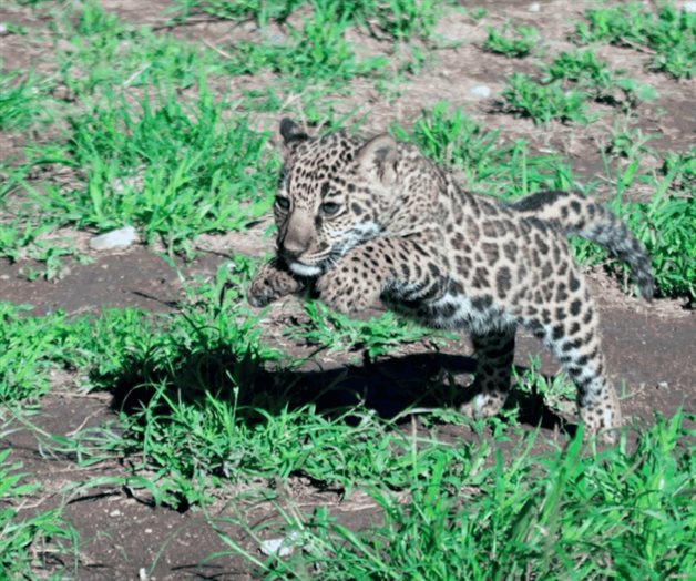 Santuario del Jaguar Yagul: rescatando y protegiendo jaguares en Oaxaca Santuario del Jaguar Yagul: rescatando y protegiendo jaguares en Oaxaca