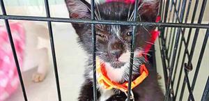 Dan protección a los animales contra rituales espirituales