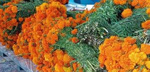 Comienza venta de la flor de cempasúchil