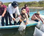 Siembran alevines de tilapia en presa Marte R. Gómez