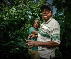 El café y el cacao se  marchitan entre lluvias
