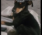 Piden ayuda para Tobby