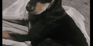 Piden ayuda para Tobby