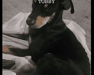 Piden ayuda para Tobby