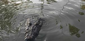 Avanza censo  de cocodrilos