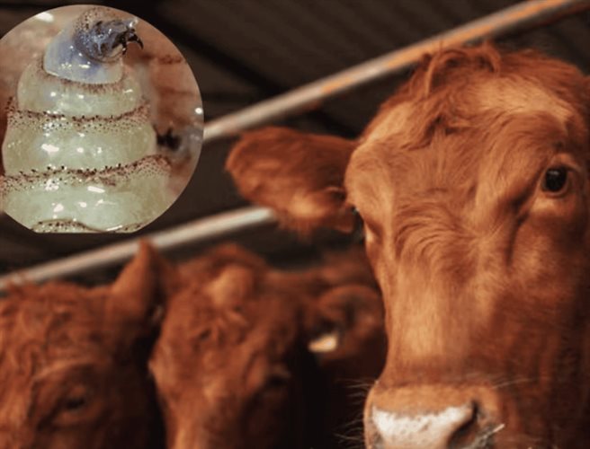 Planta de moscas estériles contra gusano barrenador estará en 2026