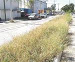 Si habilitaran una instancia superior que obligue al municipio a cumplir con los servicios y mejorar deficiencias, ¿tú participarías en denunciar?