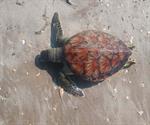 Registran muerte de 18 tortugas verdes juveniles en playa Bagdad