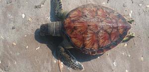 Registran muerte de 18 tortugas verdes juveniles en playa Bagdad