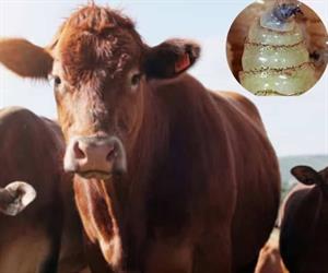 Aumentan casos de gusano barrenador en México