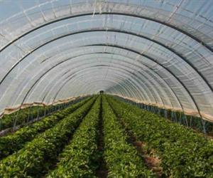 Invierten en invernaderos para mejorar rendimiento en cultivos