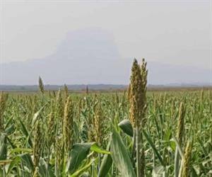 Proyectan cosecha de 600 toneladas de sorgo blanco en Tamaulipas