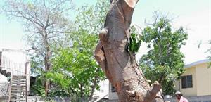 Megamultas ecológicas