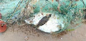 Localizan tortuga verde sin vida dentro de red de pesca en playa Bagdad